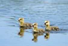 Greylag Goose Goslings Stock Images Greylag Goose Goslings Stock Images
