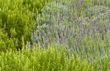 Lavender In The Grass With Rosemary Stock Image Lavender In The Grass With Rosemary Stock Image