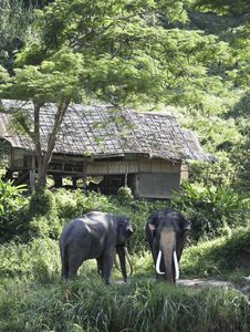 Elephants In Nature Stock Photography Elephants In Nature Stock Photography
