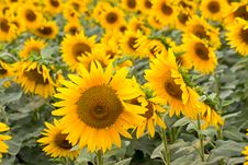Blooming Sunflowers Royalty Free Stock Photos Blooming Sunflowers Royalty Free Stock Photos