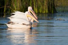 White Pelicans Pair Royalty Free Stock Images White Pelicans Pair Royalty Free Stock Images