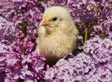 Chick Sitting In Lilac Flowers Stock Photo Chick Sitting In Lilac Flowers Stock Photo