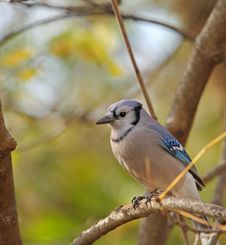 Blue Jay, Cyanocitta Cristata Stock Photos Blue Jay, Cyanocitta Cristata Stock Photos