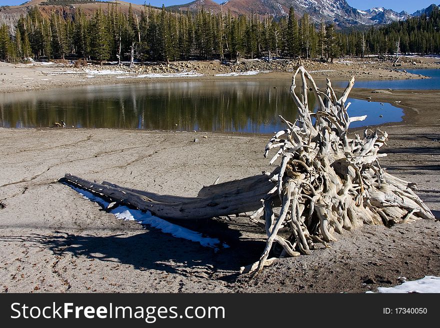 Falling Tree by the Lake at Mammoth