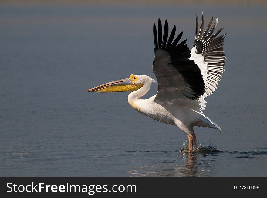 White Pelican Taking Off