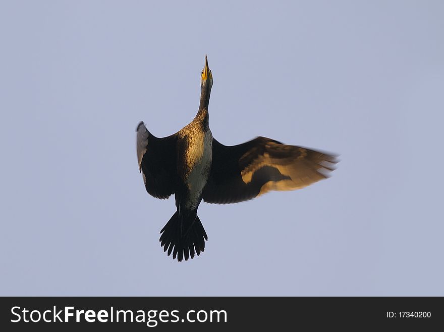 A cormorant in flight seen from below