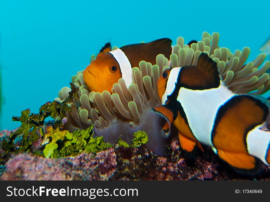 Clownfish or Anemonefish in Aquarium