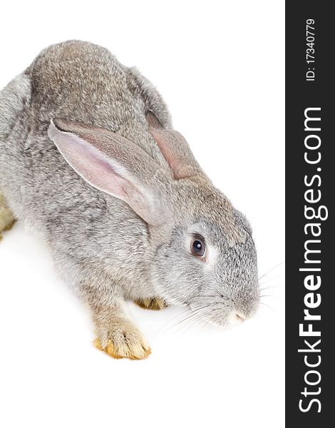 Close-up gray rabbit, isolated on white