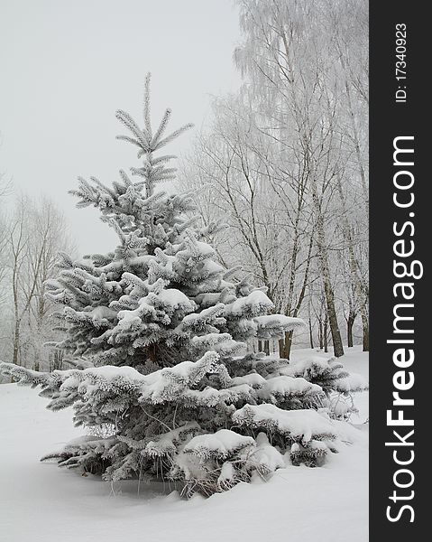 Small fir tree covered with snow