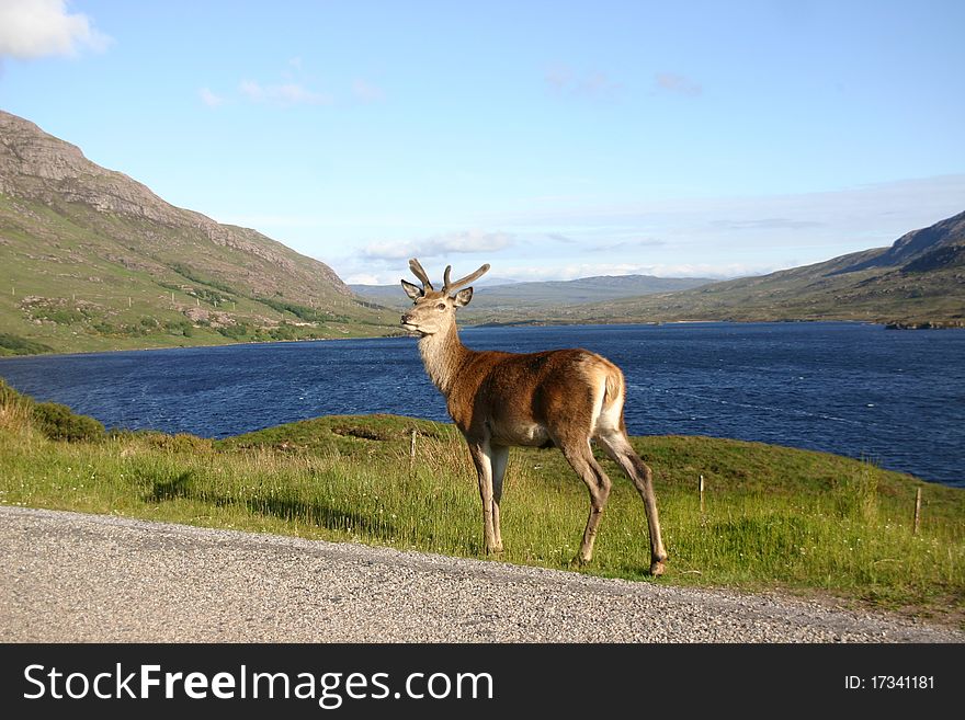 A deer stands at the roadside. A deer stands at the roadside
