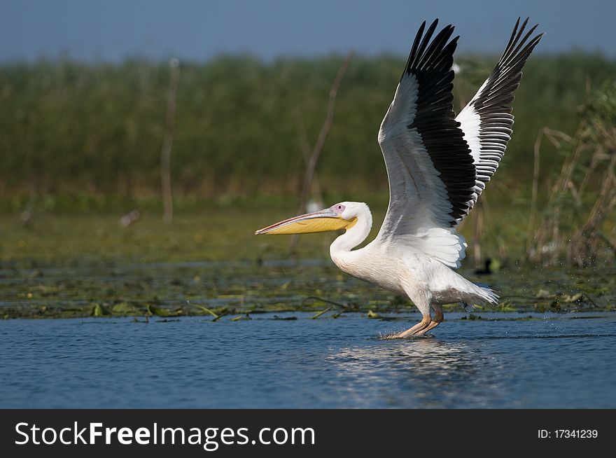 White Pelican (Pelecanus Onocrotalus)