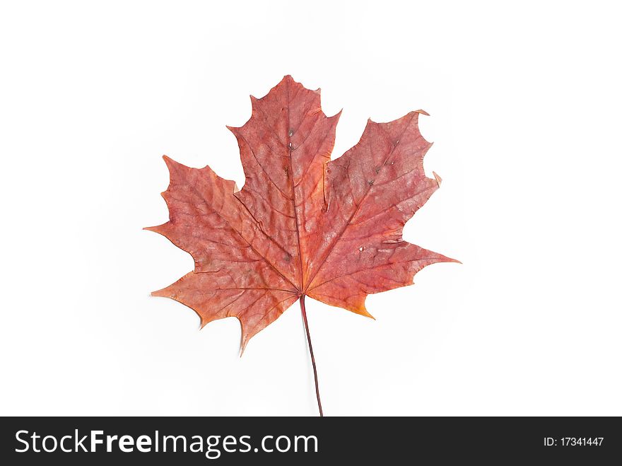 Red maple leaf on the white background