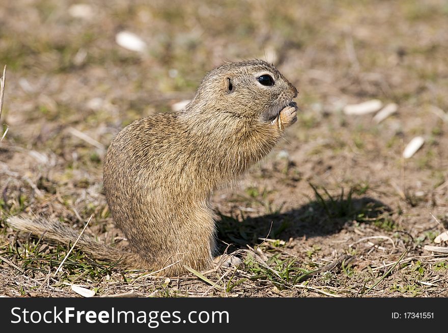 Souslik or European Ground Squirrel eating sunflower seed