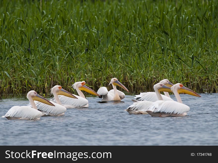 White Pelicans Flock