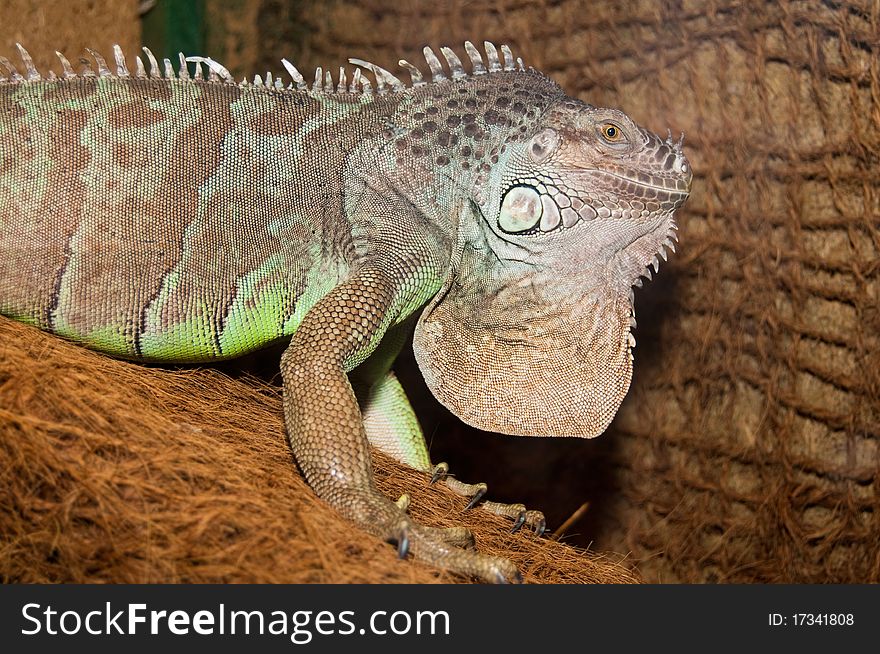 Green Iguana Portrait in terrarium