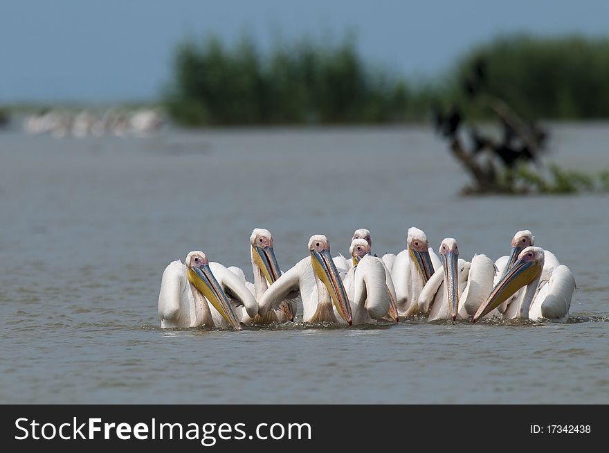 White Pelicans Flock fishing in danube delta