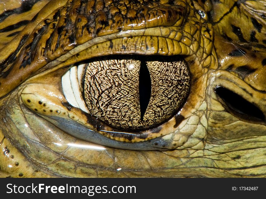 Cuvier's Dwarf Caiman Eye - detail