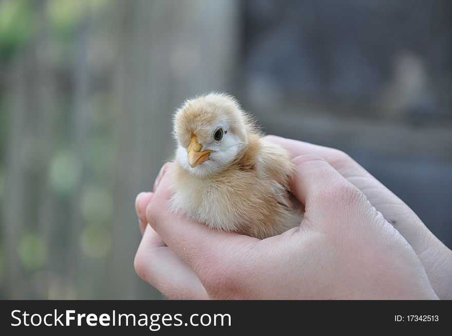 Chicken in hands