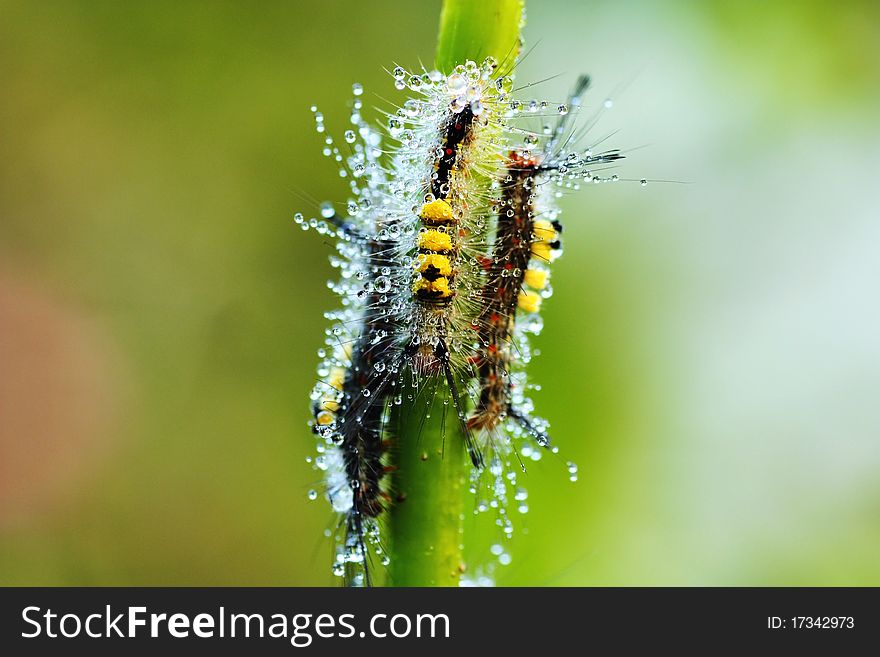 Close-up of a hairy caterpillar on natural background