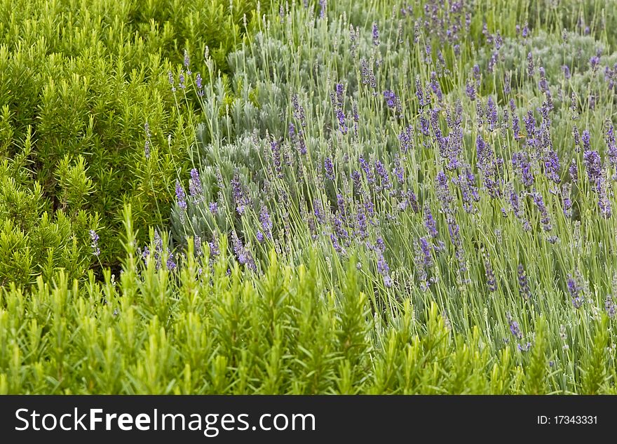 Background of fresh lavender in the grass with rosemary