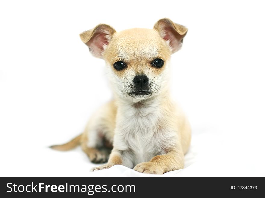 A cute little golden Chihuahua puppy. A cute little golden Chihuahua puppy