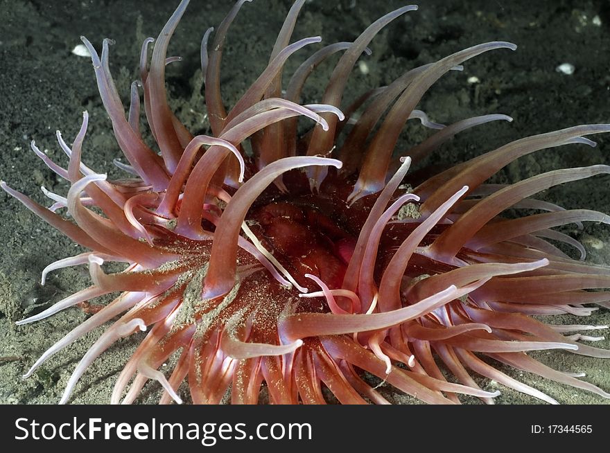 Sand rose anemone sitting on the cold Puget Sound