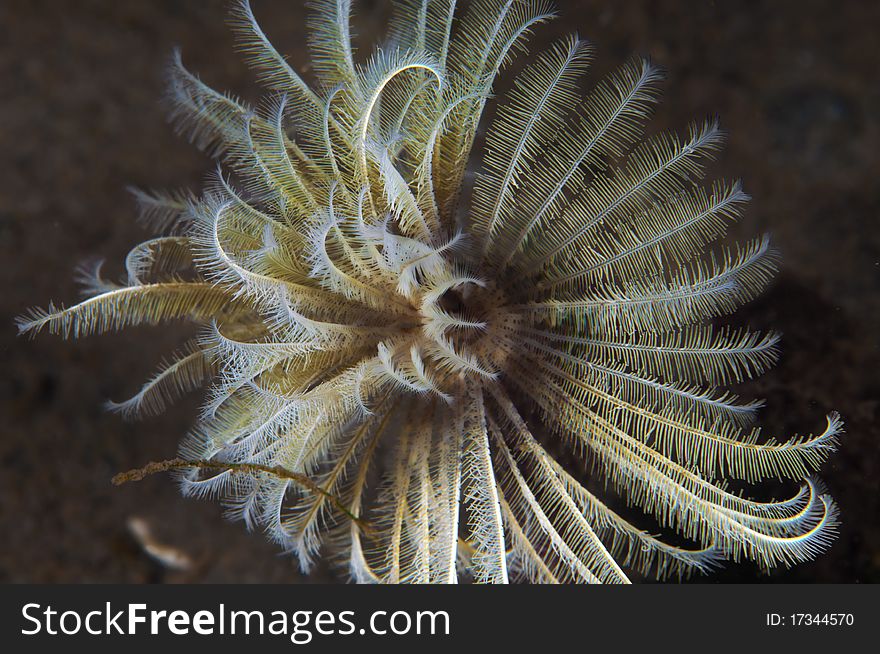 Feather duster worms use their gill plume to filter the water for plankton