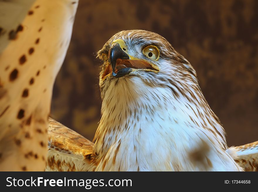 Close up isolated image of hawk