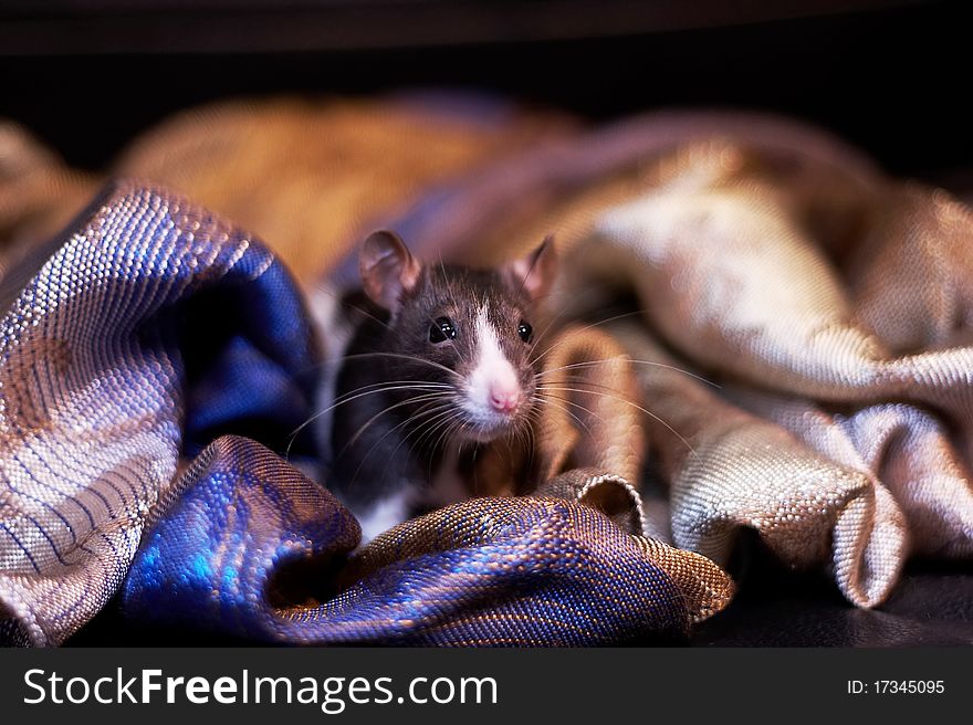 Cute black and white rat hiding inside a colorful scarf. Cute black and white rat hiding inside a colorful scarf.