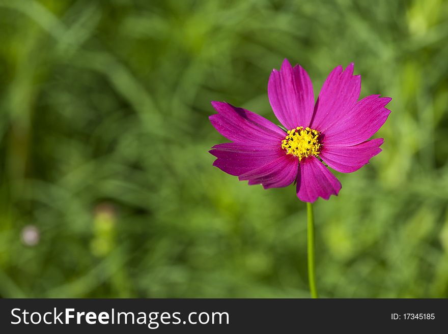 Close up of Cosmos Flowers