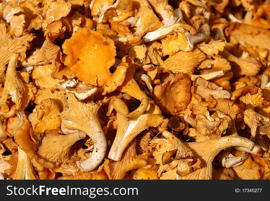 Basket of chanterelles in autumn