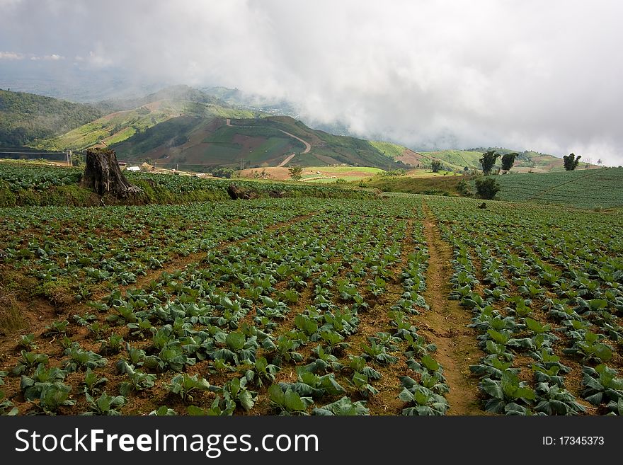 Cabbage plot on highland in thailand