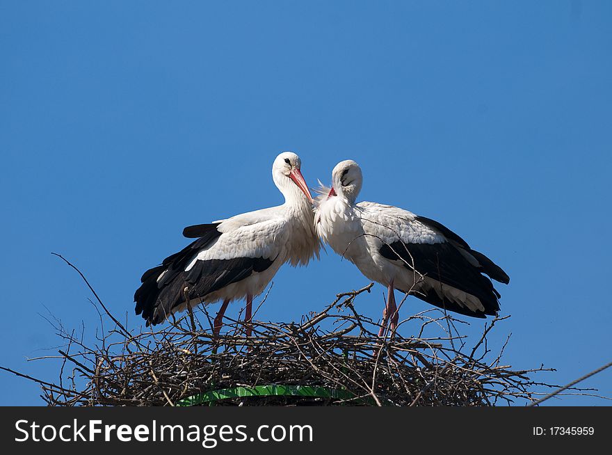 White Storks Pair on nest in springtime