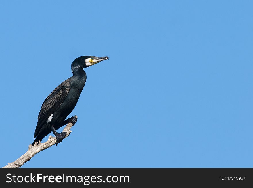 Great Cormorant on a branch