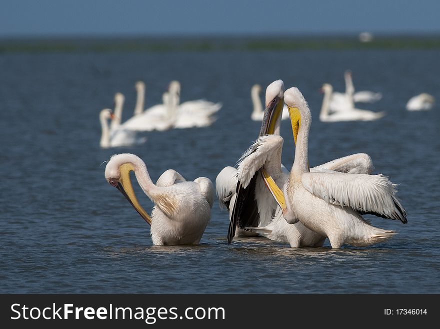 White Pelicans Flock Preening in Danube Delta