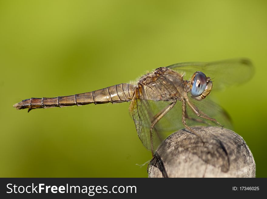 Scarlet Dragonfly (Crocothemir erythraea), female. Scarlet Dragonfly (Crocothemir erythraea), female