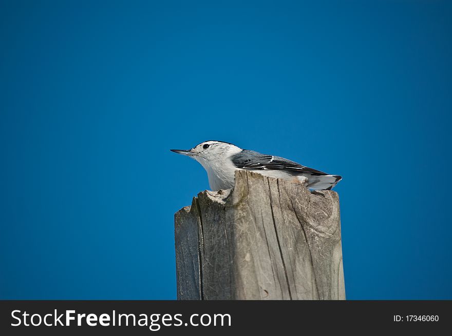 A White-breasted Nuthatch (Sitta carolinensis) stands on top of a wooden post with the blue sky in the background. A White-breasted Nuthatch (Sitta carolinensis) stands on top of a wooden post with the blue sky in the background.