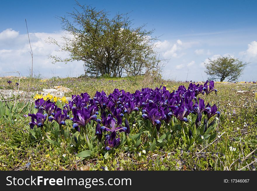 Dwarf Irises  on field in springtime