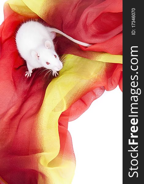 White rat sitting on red fabric. White rat sitting on red fabric