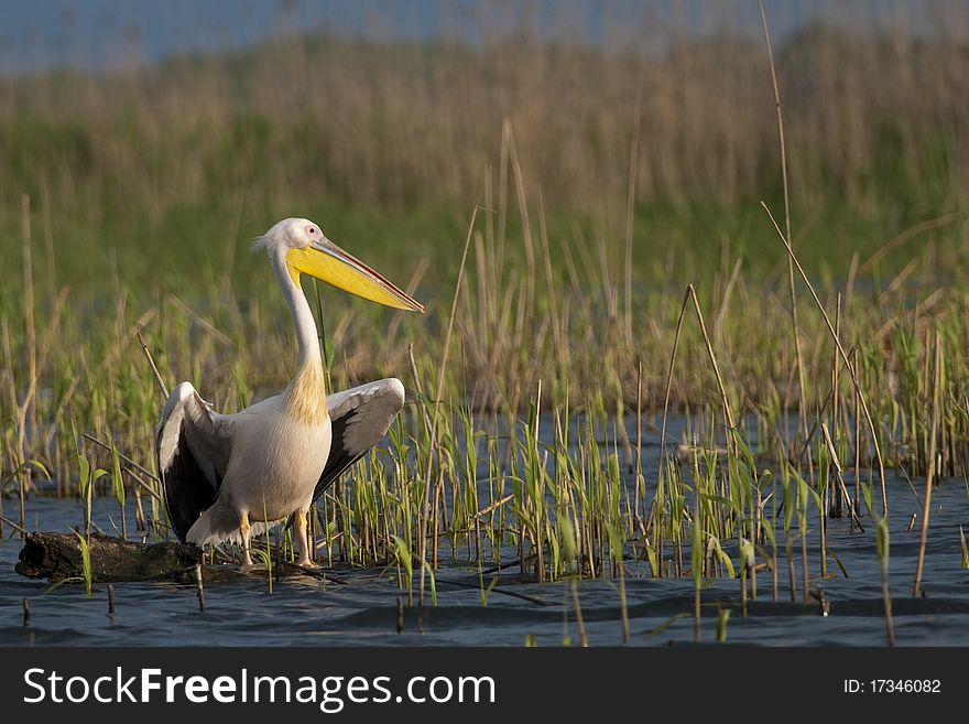 White Pelican resting on a log