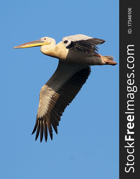 White Pelican In Flight