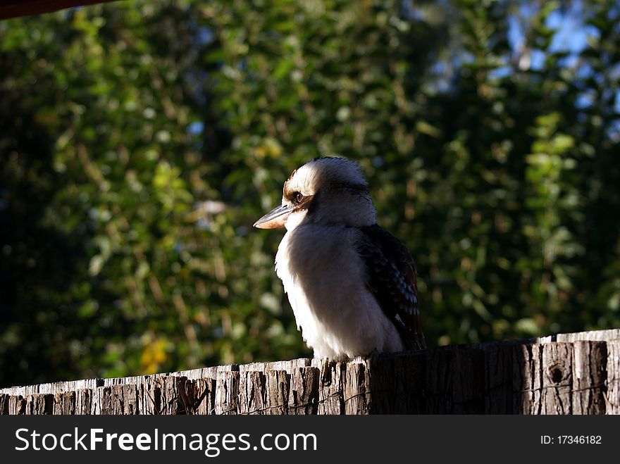 Kookaburra sit on the fence in an early morning sun shine