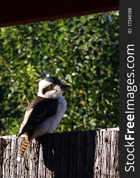 Kookaburra sit on the fence in an early morning sun shine