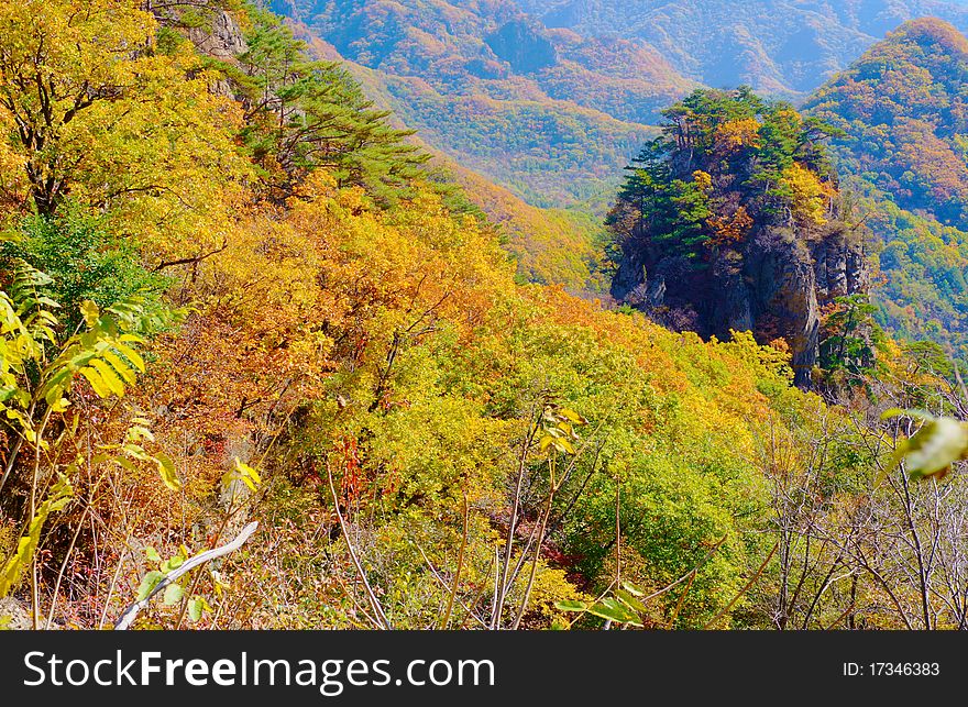 Bright multicolored autumn trees in the wild