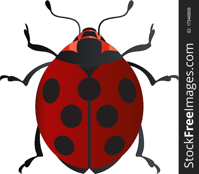 Vector ladybug, red, natural and wild