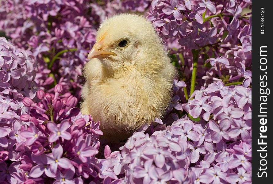 Close-up chick sitting in lilac flowers