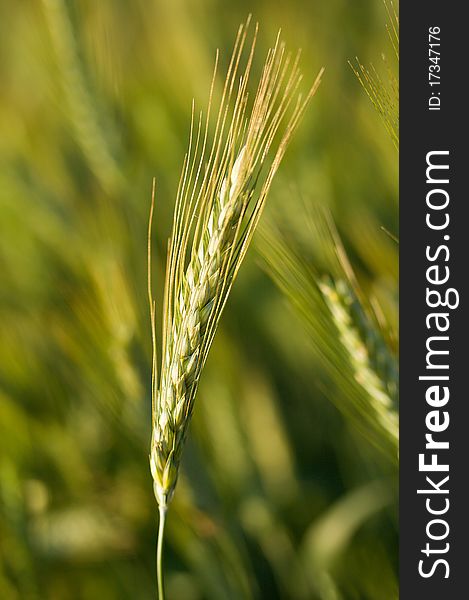 Close-up ear of wheat in field, selective focus