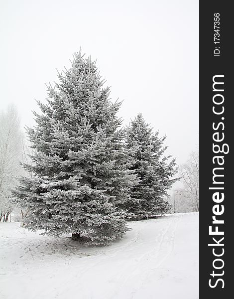 Fir Trees In Hoarfrost