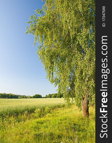 Lonely birch in field