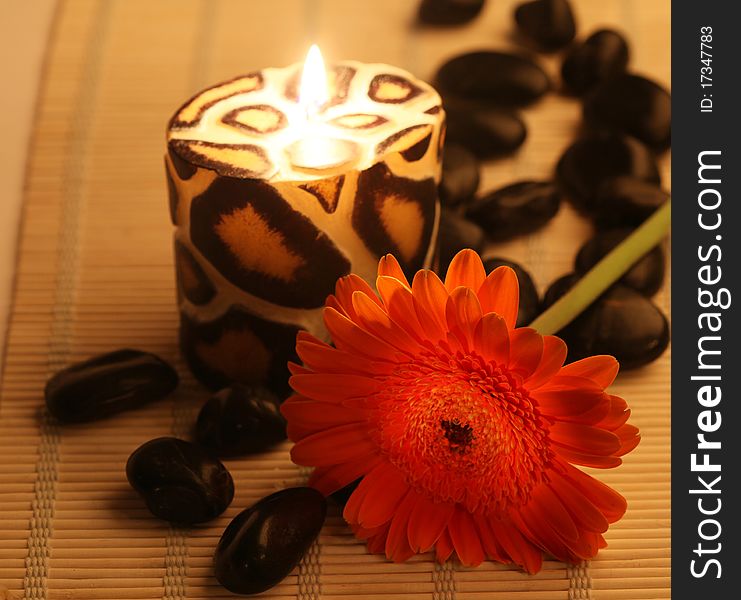 Leopard colored candle and red gerbera. Leopard colored candle and red gerbera